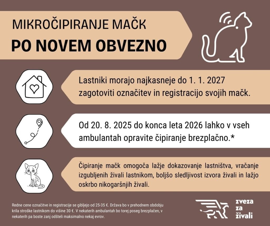 Obvestilo - obvezno čipiranje mačk