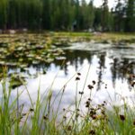 Spoznavanje sladkovodnih rib in voda